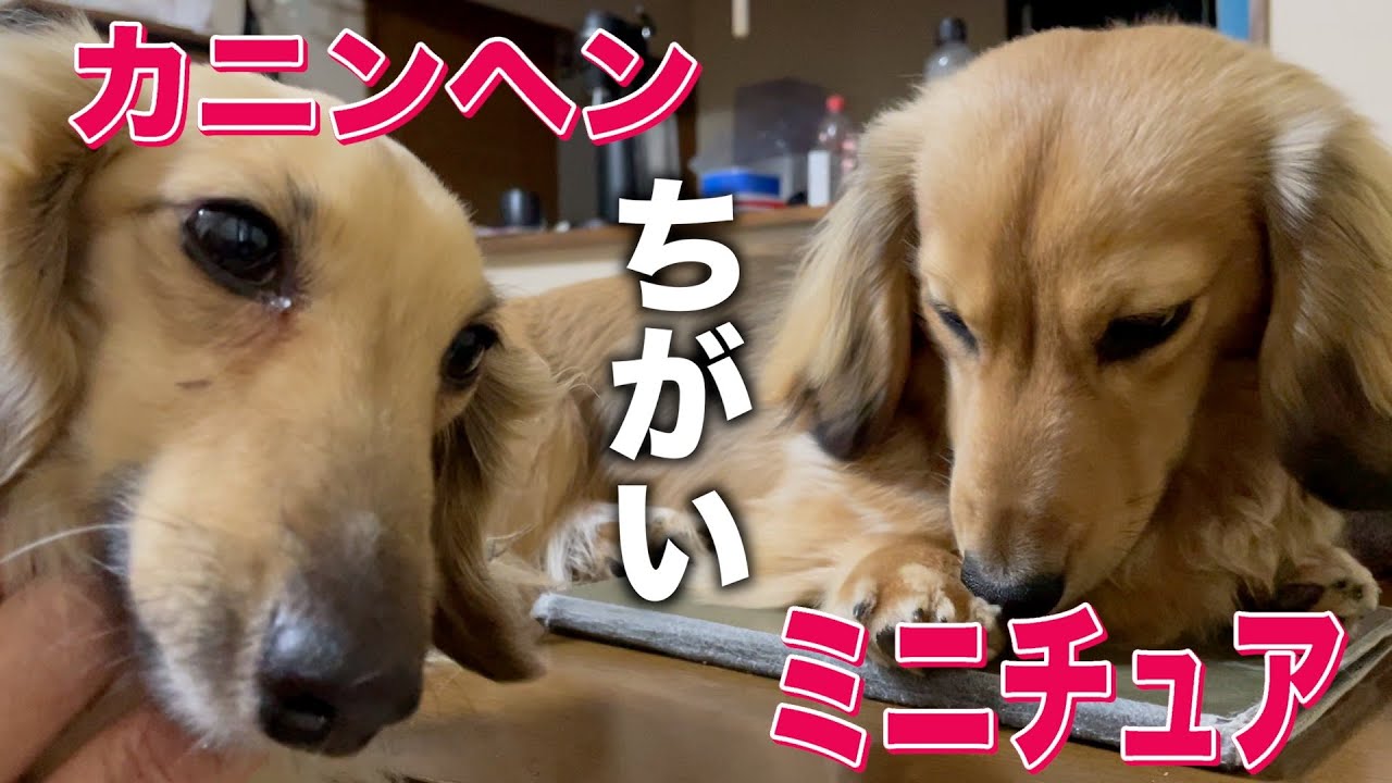 🐶【犬5匹】カニンヘンダックスって本当に小さいの？ミニチュアダックスと比べてみた【ダックス多頭飼い】