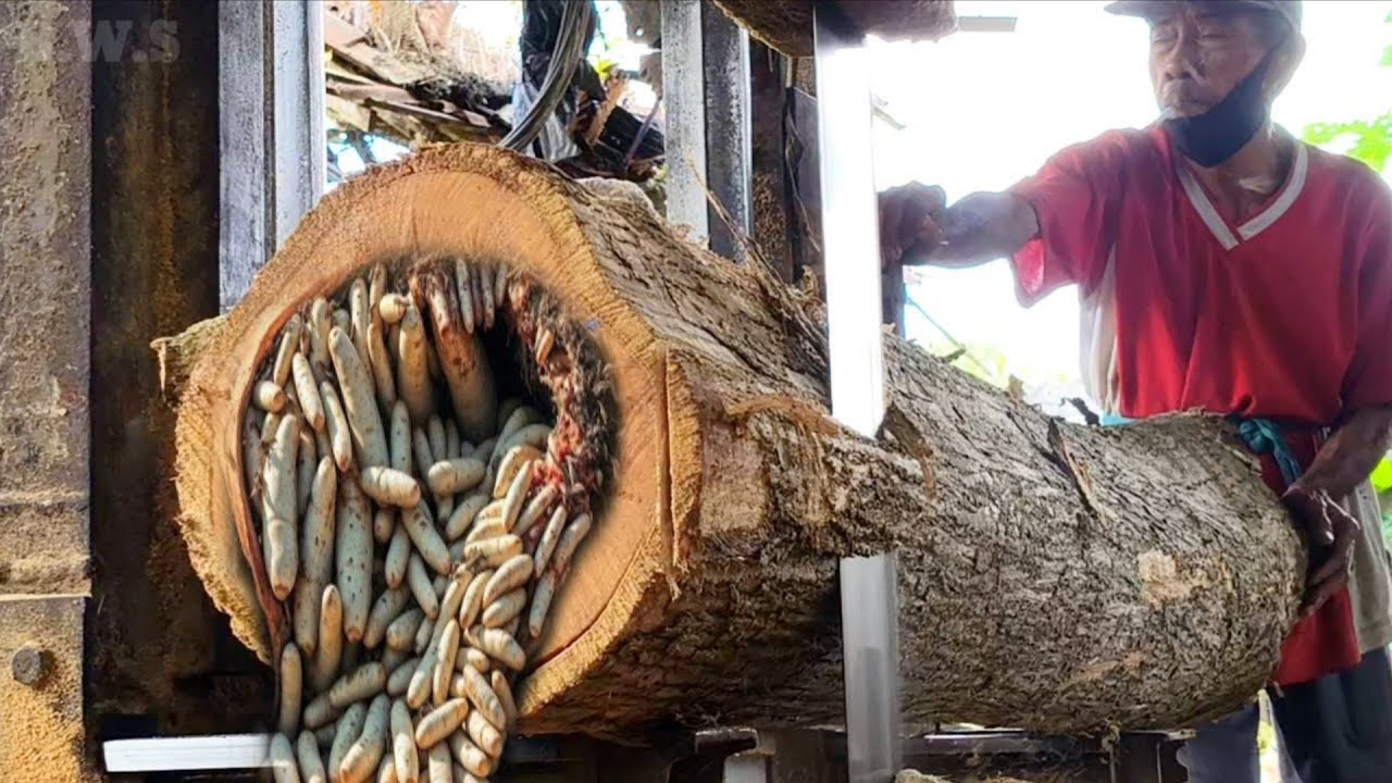 The tense process of sawing teak wood 