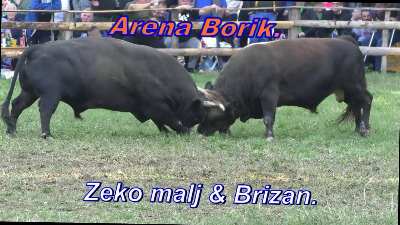 Zeko Malj & Brizan. Arena Borik Stražbenica - Banovići 31.08.2025.
