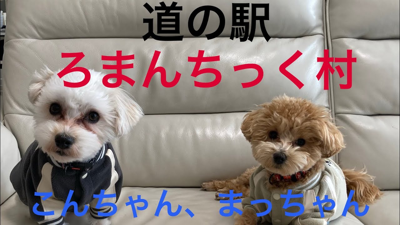 こんちゃん、まっちゃん道の駅ろまんちっく村2026年2月16日#マルジャック #マルプー#道の駅ろまんちっく村#インディ108 