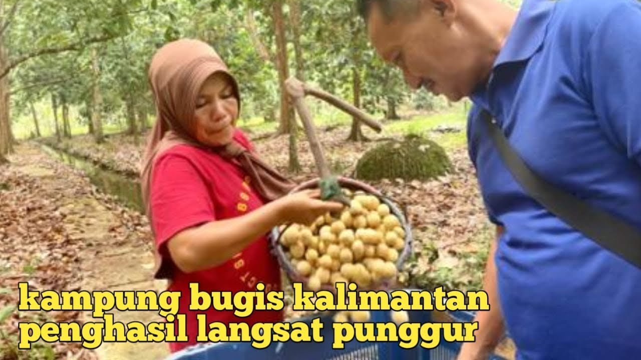 Melihat dari dekat Aktifitas Warga Bugis kalimantan panen buah langsat