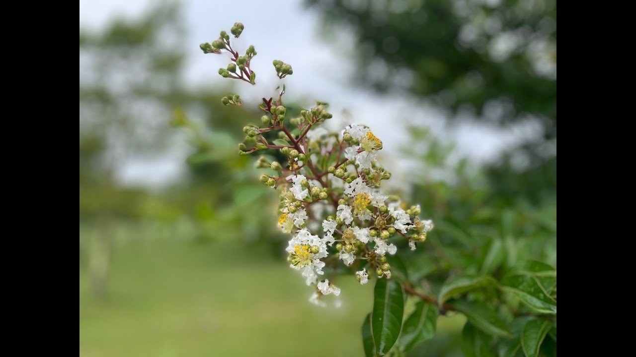 Chedeville : Flute And Bass, Part 2