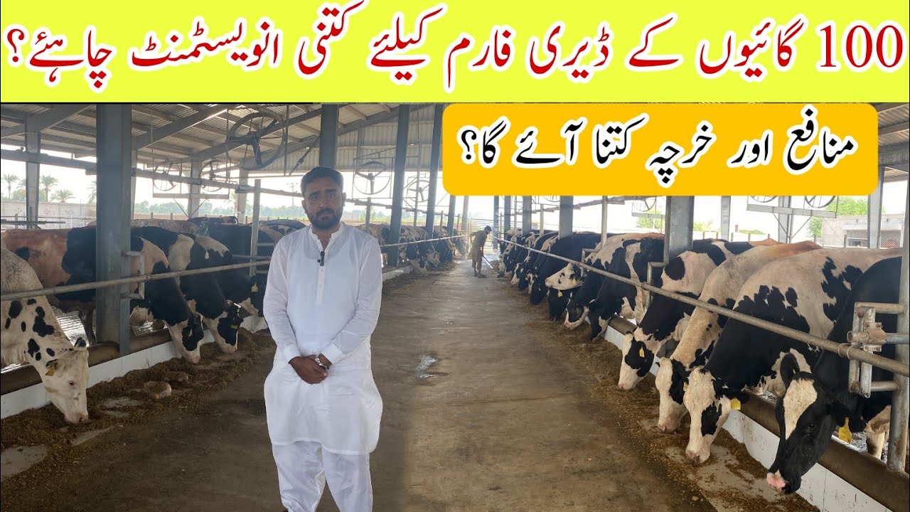 How to start 100 cows modern Dairy Farming Business ll Feasibility report ll #dairy_farm