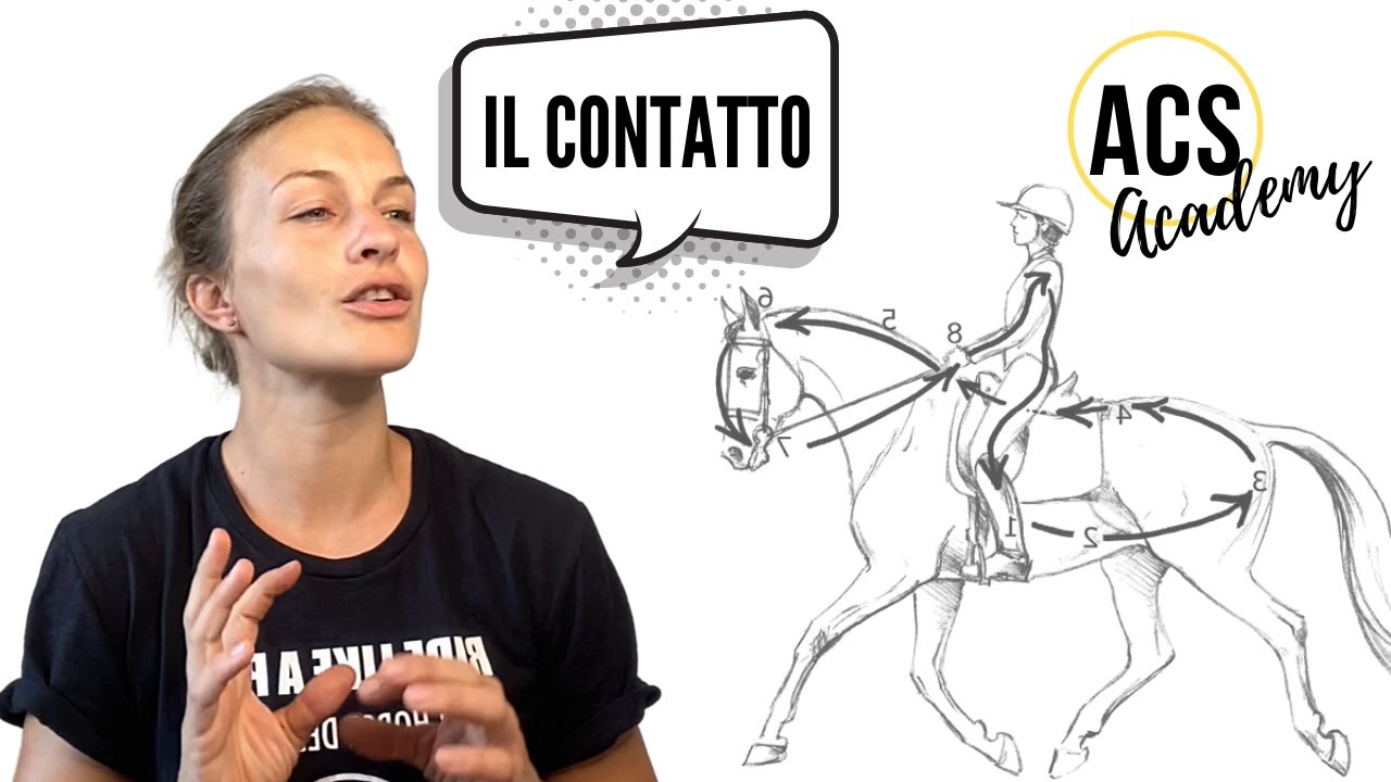EQUITAZIONE: IL CONTATTO - Che cos’è e come si crea