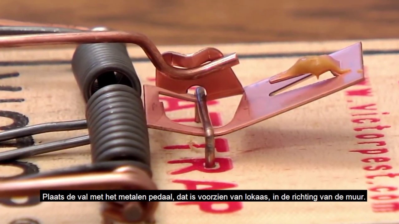 Protect Home Victor houten rattenval