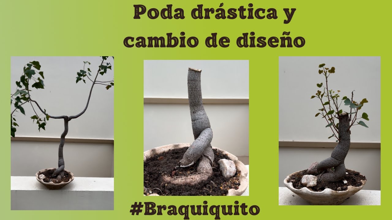Poda drástica y cambio de diseño en braquiquito: gran evolución‼️