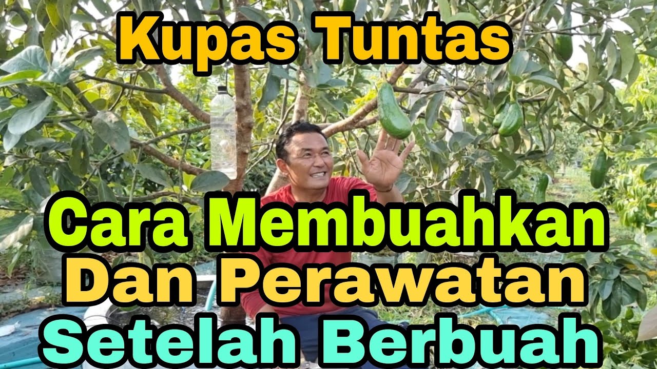 KUPAS TUNTAS CARA PEMBUAHAN DAN PERAWATAN SETELAH BERBUAH
