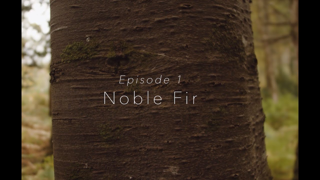 Ireland's Trees - EPISODE 1   NOBLE FIR