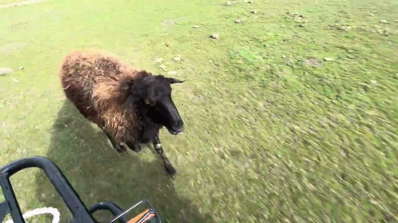 Lambing sheep