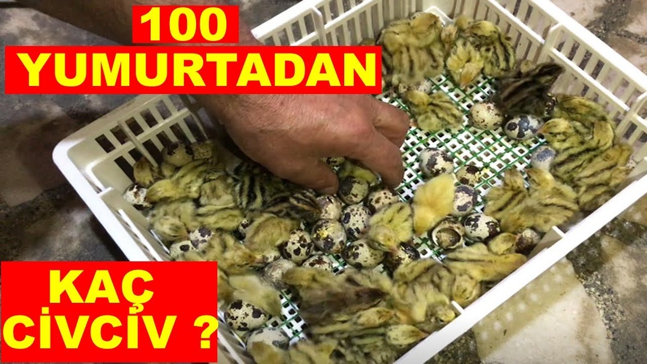 LİDER BILDIRCIN ŞOW YAPİYOR | CİVCİV ÇIKIMI !