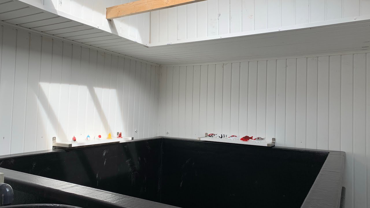 KOI GROW ON TANK FROM EZ POND / POND BUILD - FULL DETAILS / SETUP AND WALK THROUGH