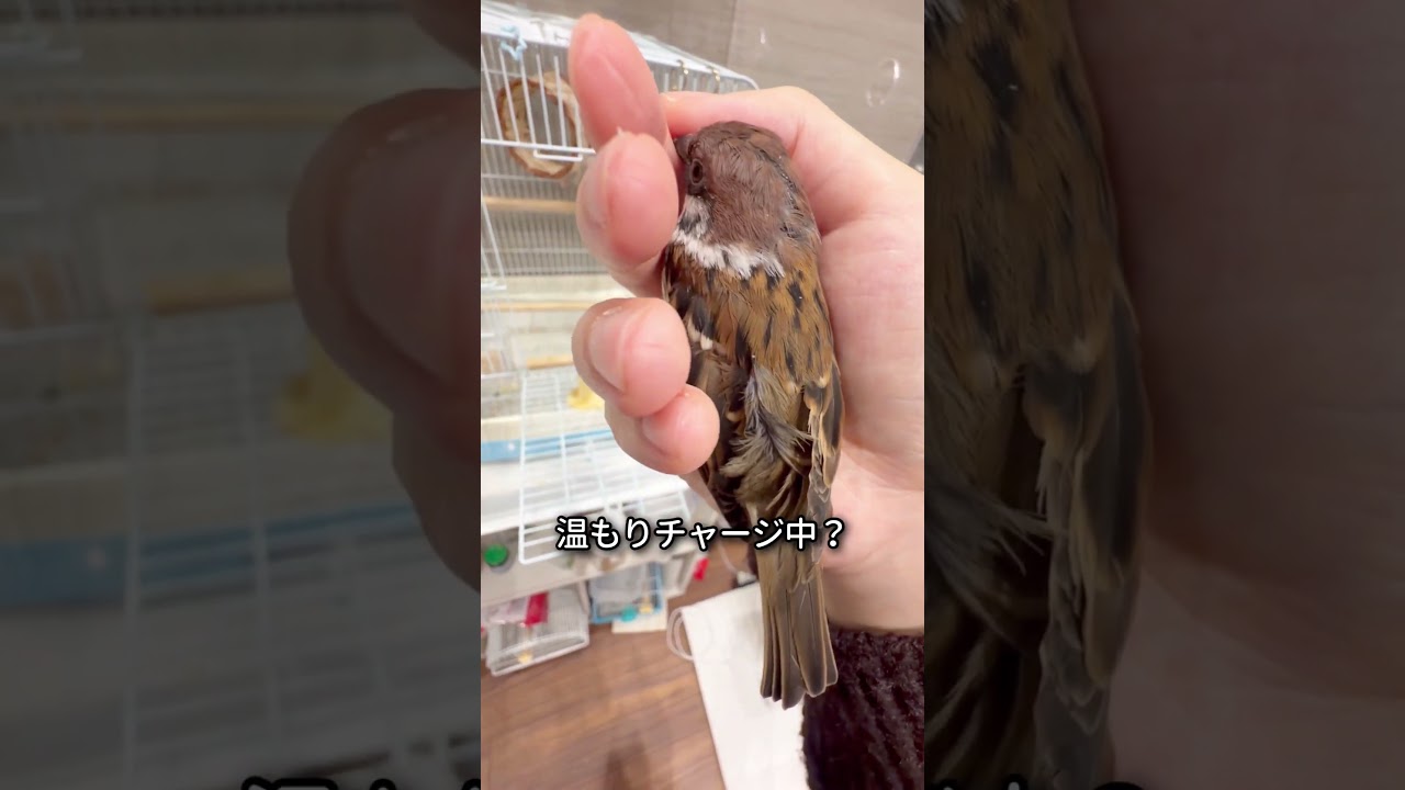 換羽でつらい時期のちゅんぞう。ツクツク。　保護雀　