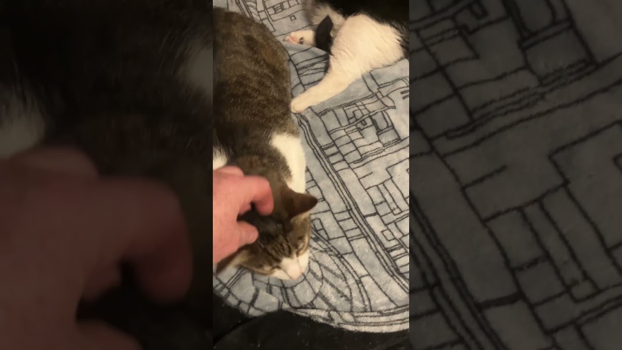 Napping buddies back at it.