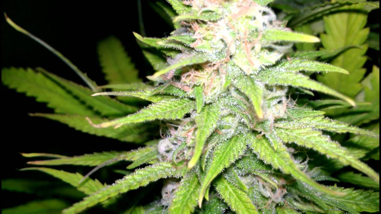 Ak 47 Romunla. Grow