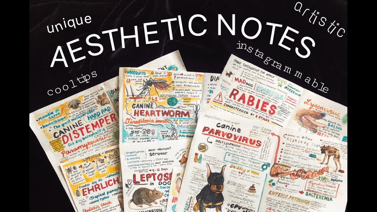 How I Make Aesthetic/Pretty Notes | Veterinary medicine student