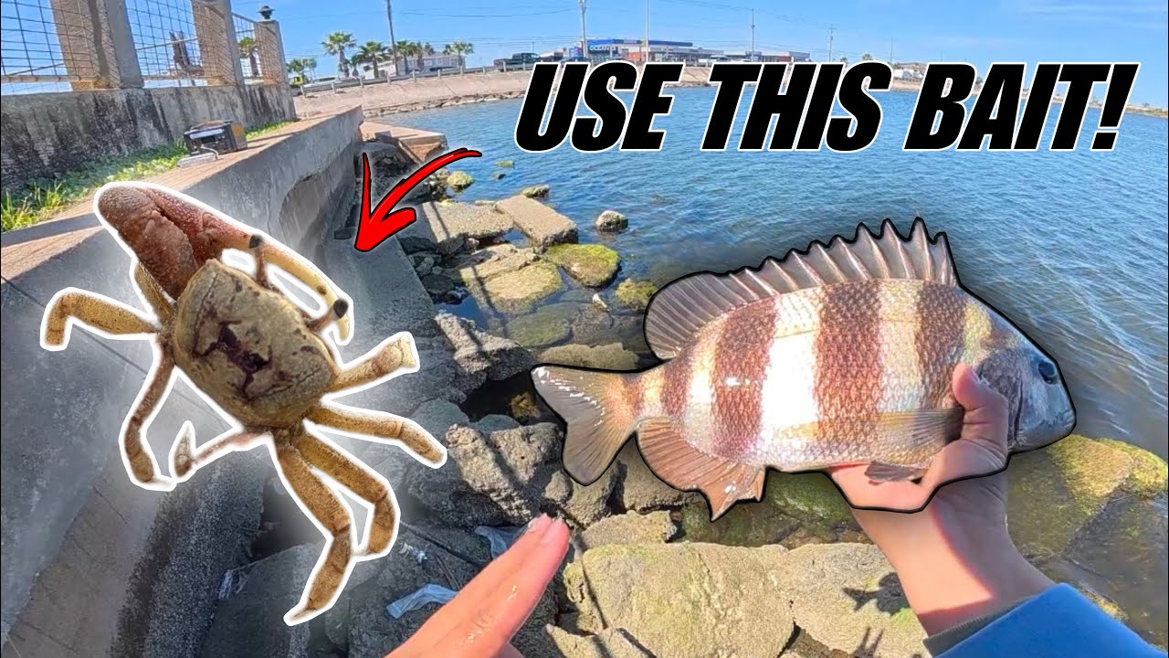 The SECRET Bait Sheepshead Can’t Resist!!