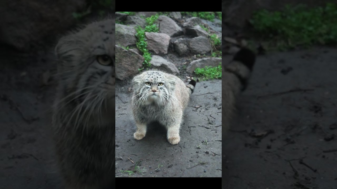 [Pallas's cat] [manul] Roll over😸😸