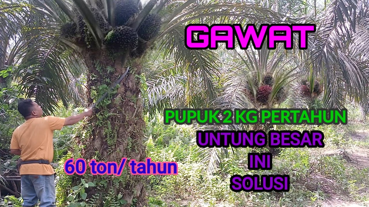 Pupuk 2 kg pertahun hasil besar dan menguntungkan