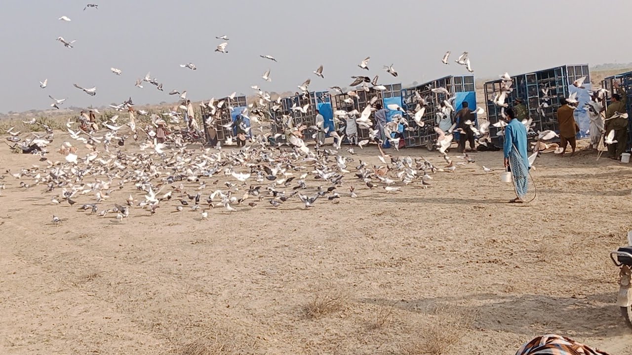 دوستوں کبوتر بازی کا بہت بڑا مقابلہ تونسہ شریف میں وہ بھی 3000کبوتروں کا مقابلہ 