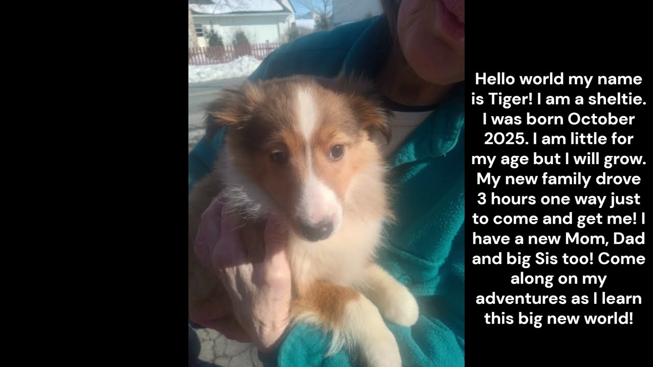 Hello My Name Is Tiger I Am A Sheltie, First Time Meeting My New Family #shetlandsheepdog #puppies