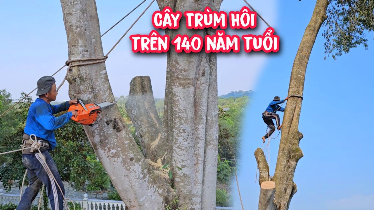 Gây Cấn và Hồi Hộp !! Vua Khỉ cưa Cây trên 140 năm tuổi ở Miễu Bà Giang Lò, Đồng Nai (Phần 2) hết.