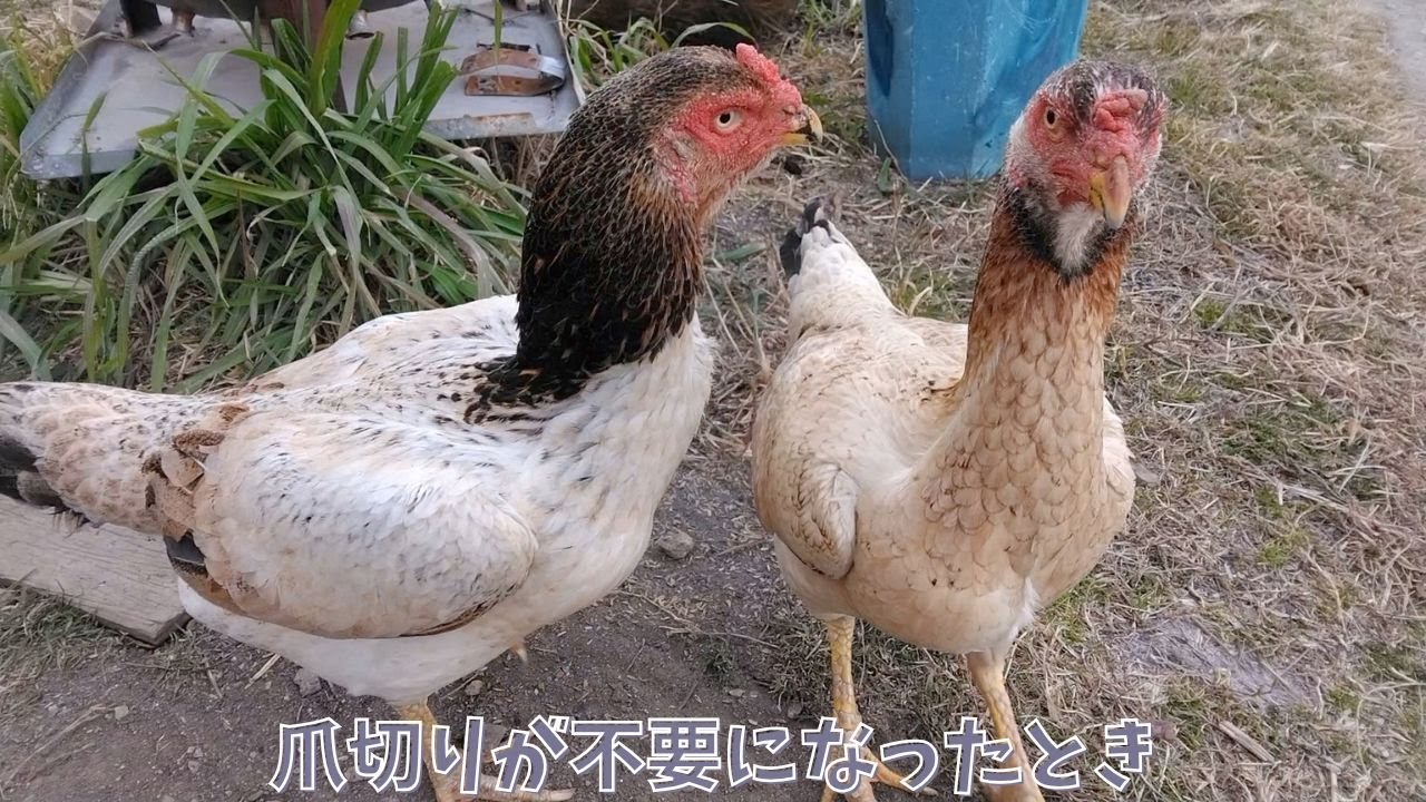 爪切りの話【シャモ】