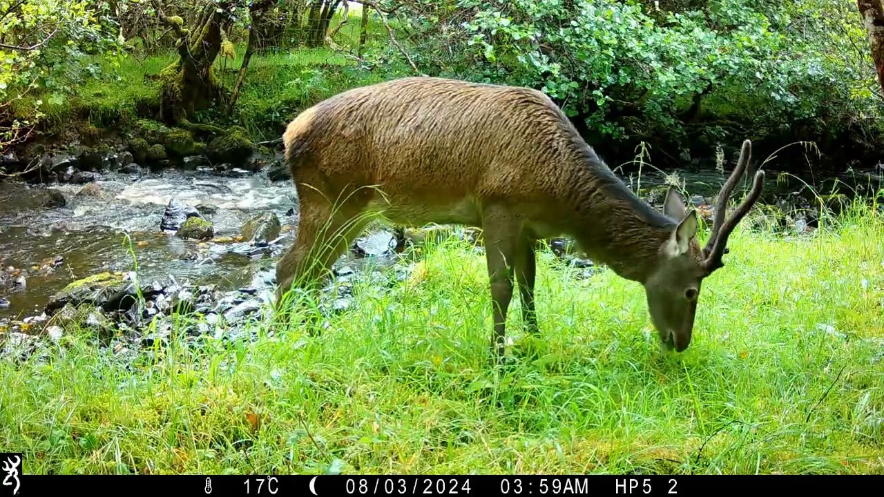 Red Deer Stag Grazing by River in the Rain 🌧️ | Wild Scotland Nature 🦌 Isle of Skye Wildlife