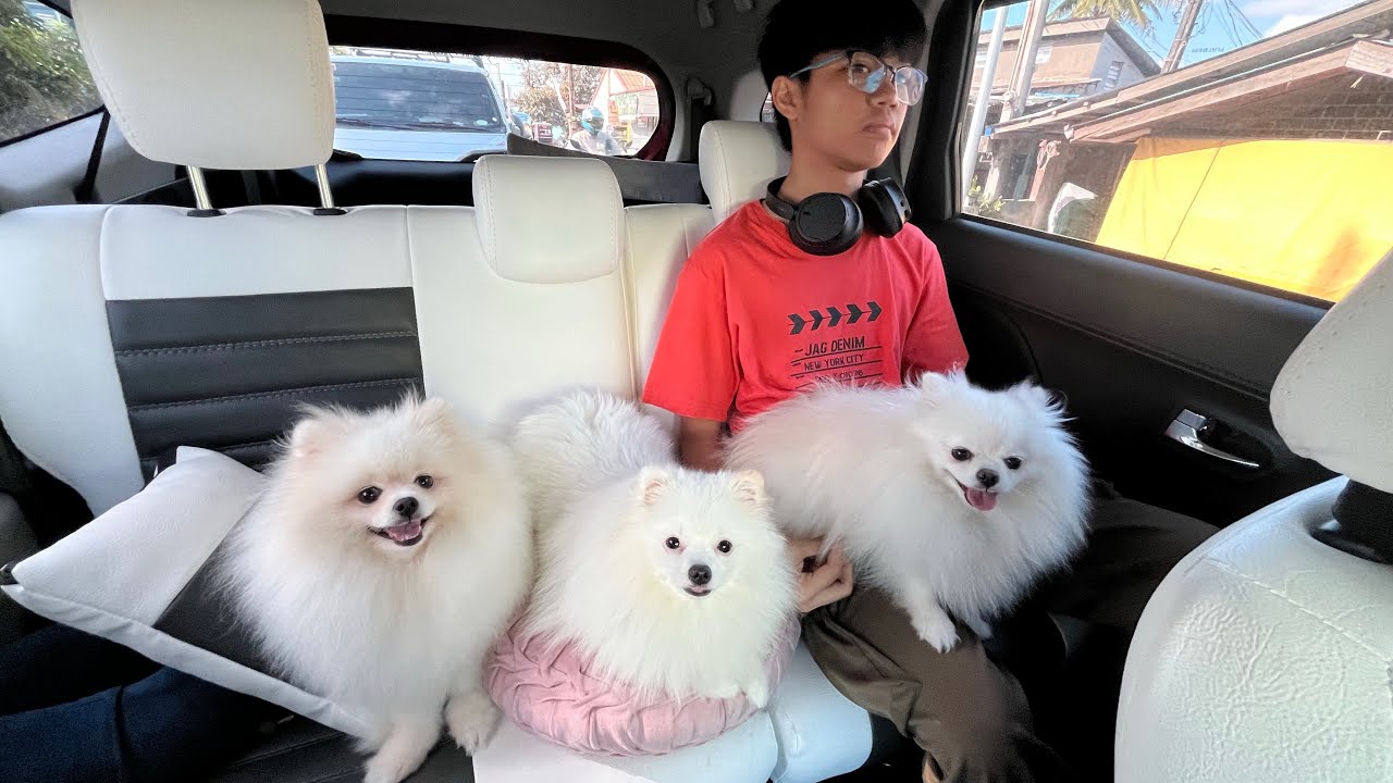 Walk with our three pomeranians at Maple grove 🤗 #pomeranian #dog #doglife #lifestyle #dogwalking 