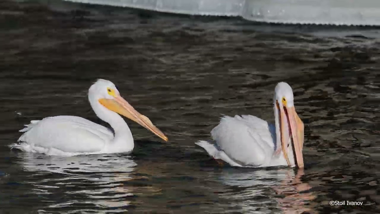 White Pelican With Huge Fish