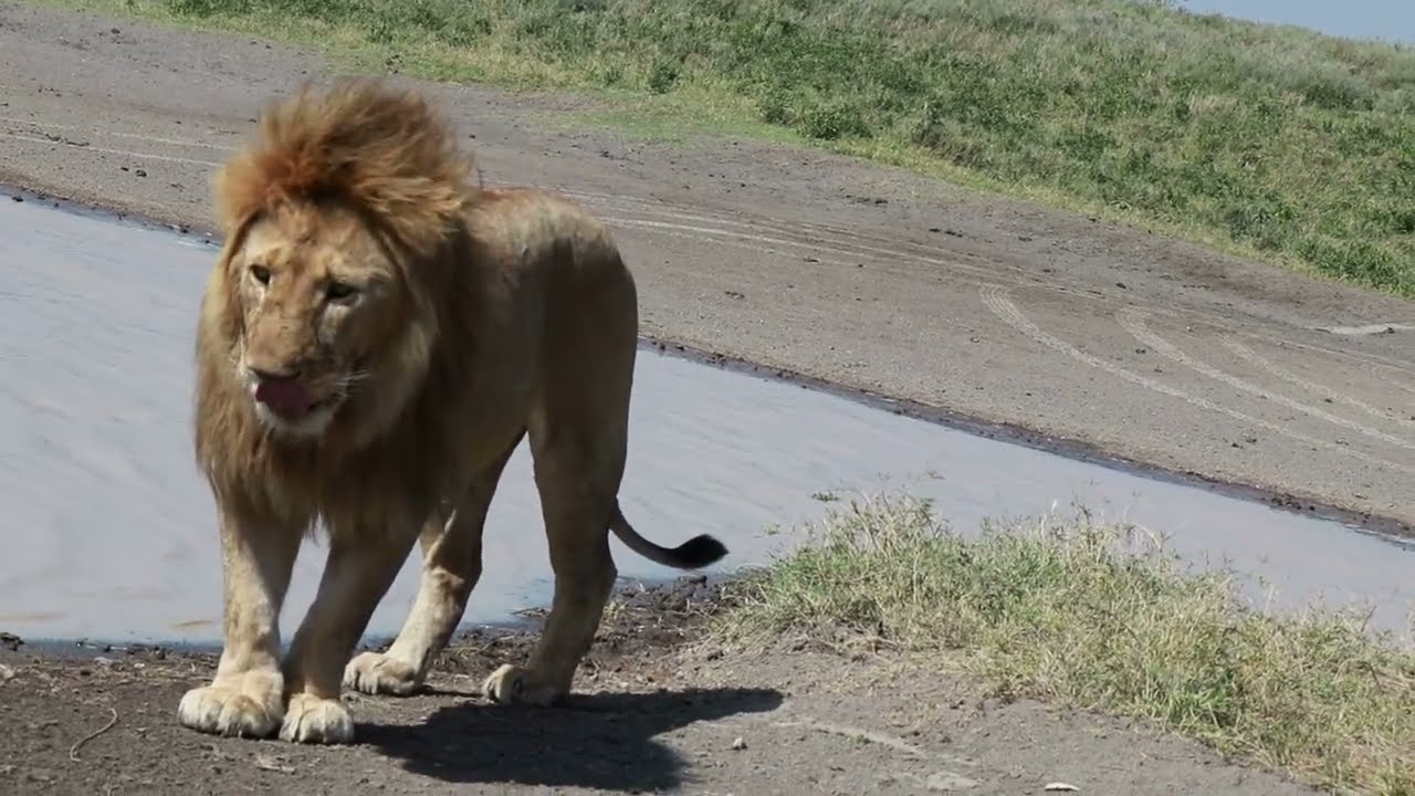 🦁 A Moment of Power and Stillness | Lion Drinking Water in Serengeti Central 💧