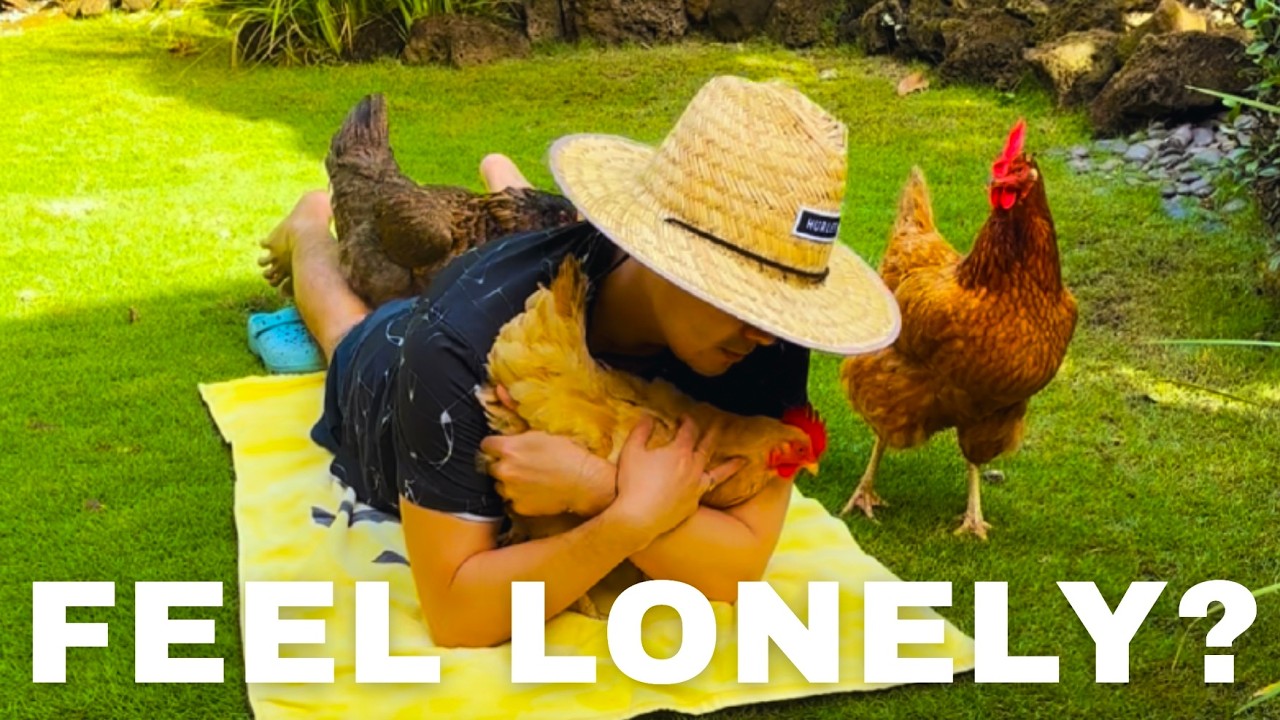 FEEL LONELY TODAY?! 🐔💕 My huggable chickens will cheer you up. You are loved - don't forget it!