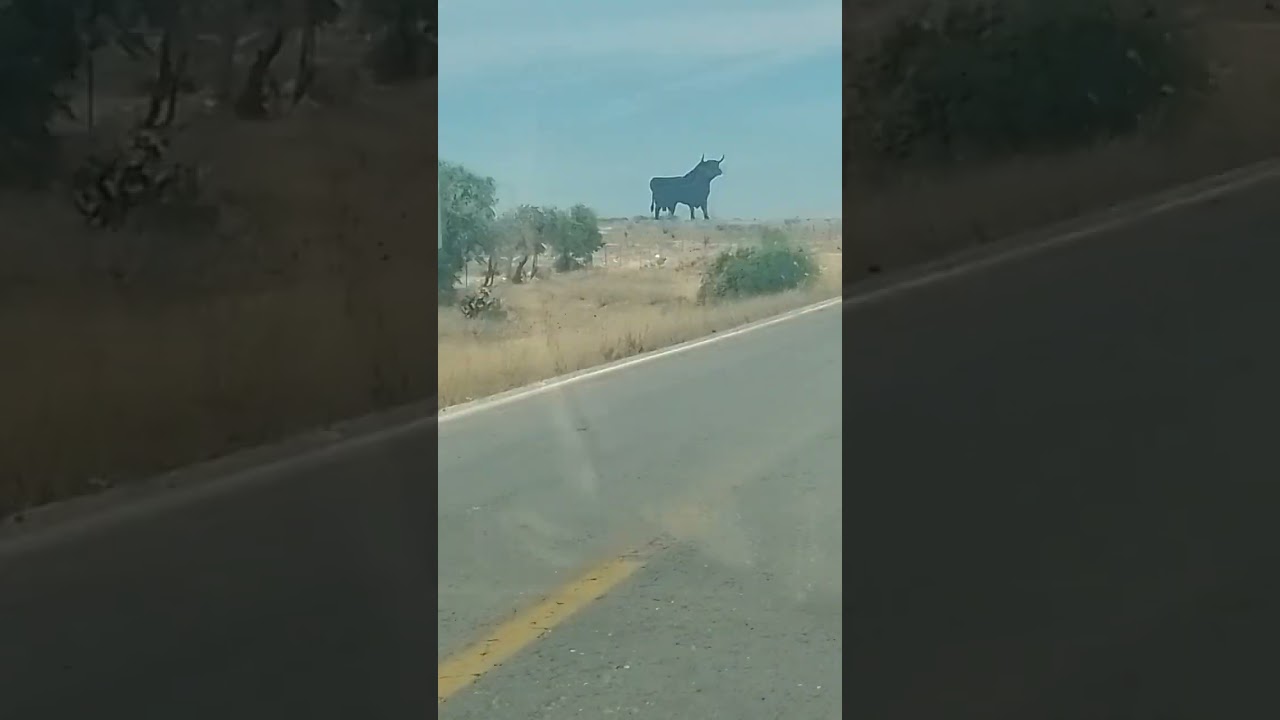 el toro m&aacute;s grande del mundo