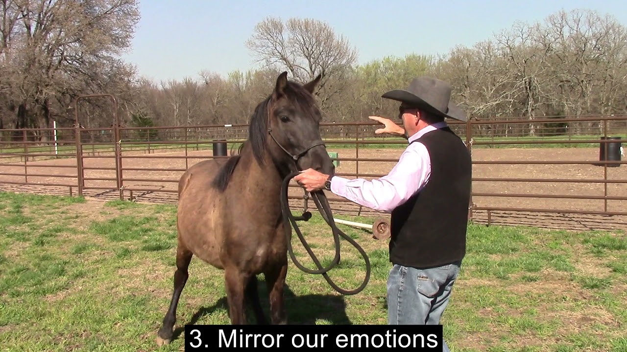 5 Reasons Why Horses Help Humans Heal