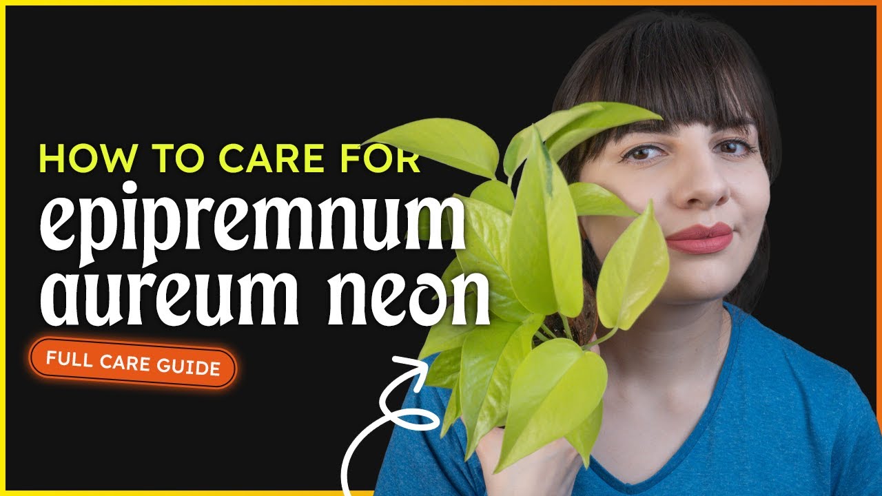 Epipremnum Aureum 'Neon' Care (Neon Pothos)