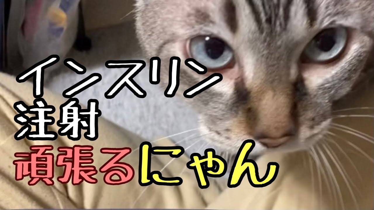 今日のインスリン注射【猫の糖尿病】