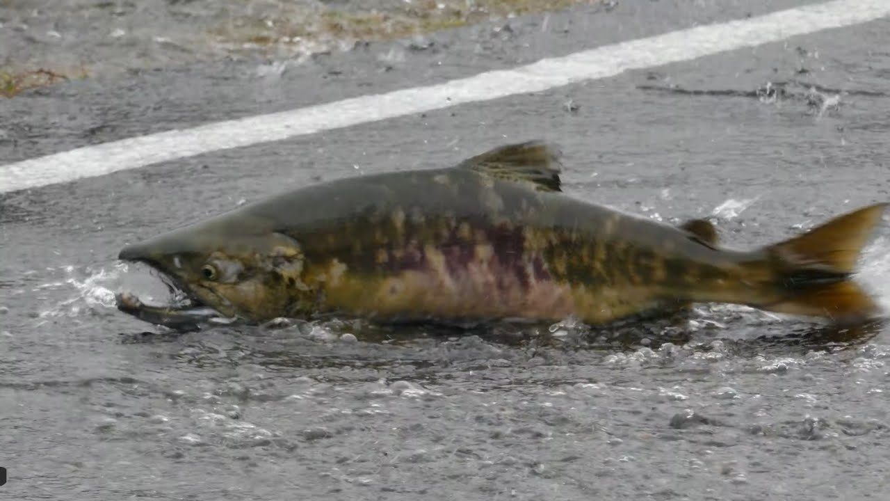 Salmon Crossing Skokomish Valley Road 11-12-24