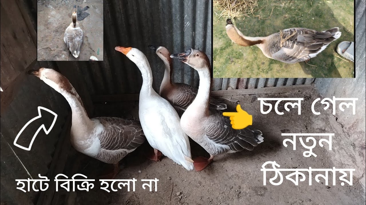 মানুষ সব জিনিস এক মনে করে পার্থক্য বুঝে না৬ মাস বয়সী হাঁস দেখা যায় প্রাপ্ত বয়স্ক দাম বলে তক্তারচালা