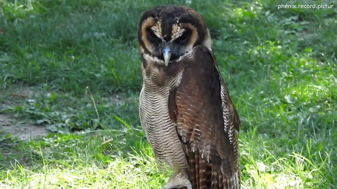 parc des oiseaux Villars-les-Dombes (phénix record pictur)