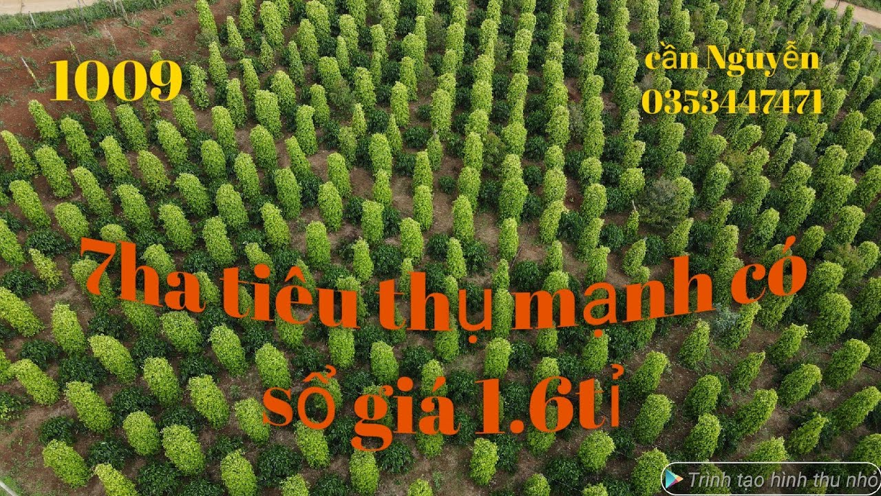 Bán siêu phẩm 7ha tiêu 7000 cây 2000 cafe có nhà bám suối thu mạnh giá nguyên lô 11ti lh0353447471