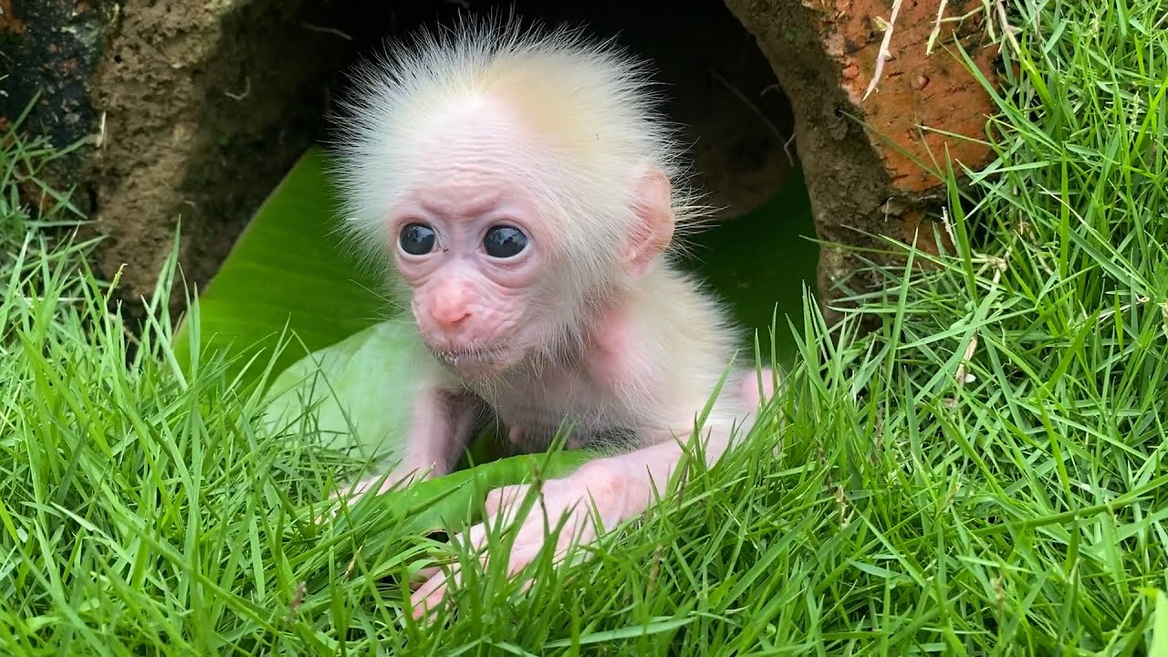 Baby monkey Annie gets acquainted with dad's farm