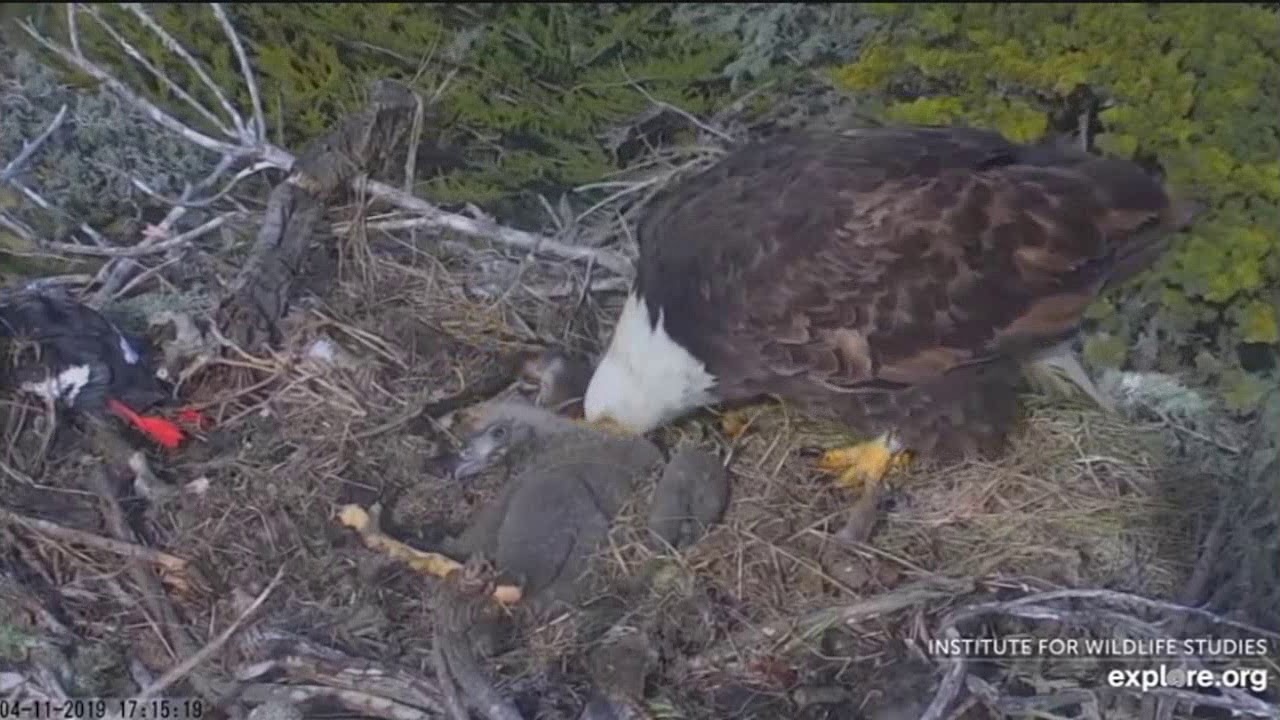 Mom Saves her Chick - Chick Unable to Get Up - Mom Helps Out - Sauces Nest - April 11, 2019