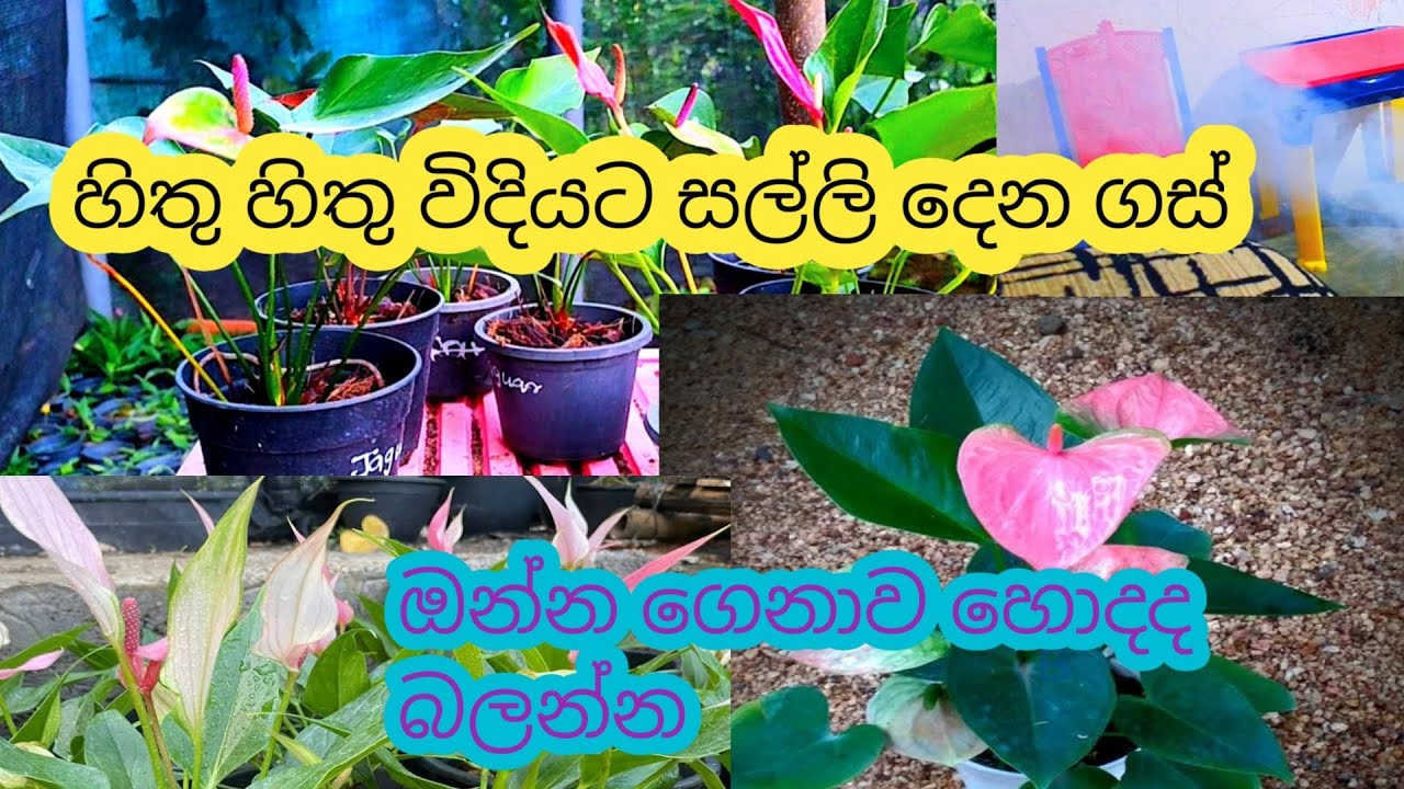 ඇන්තූරියම් වලට ආසයි කීව ඔයාටමයි || කැමතිද බලන්න්කෝ