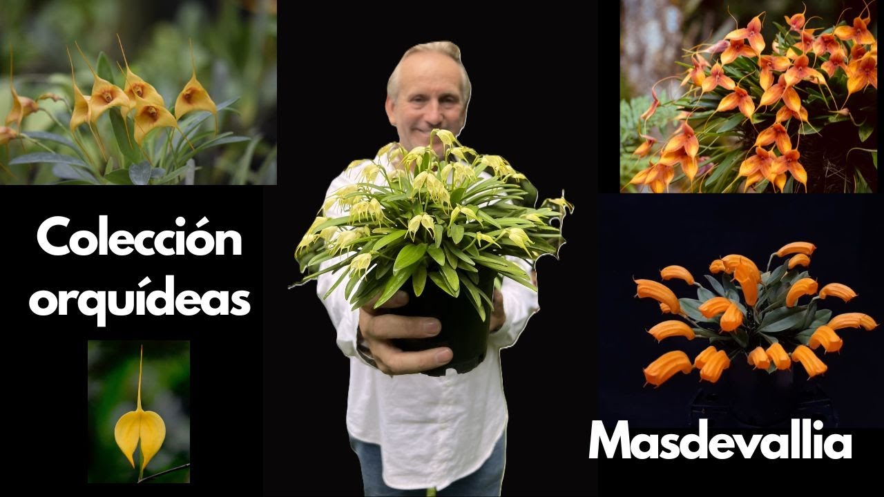 Colección Masdevallias en Alma del Bosque – Orquídeas únicas en Colombia
