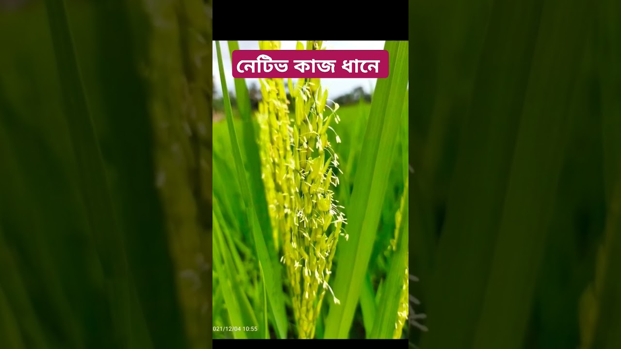 নেটিভ কাজ ধানে । ধানের নেটিভ ব্যবহার । নেটিভ ছত্রাকনাশক। Bayer Nativo .