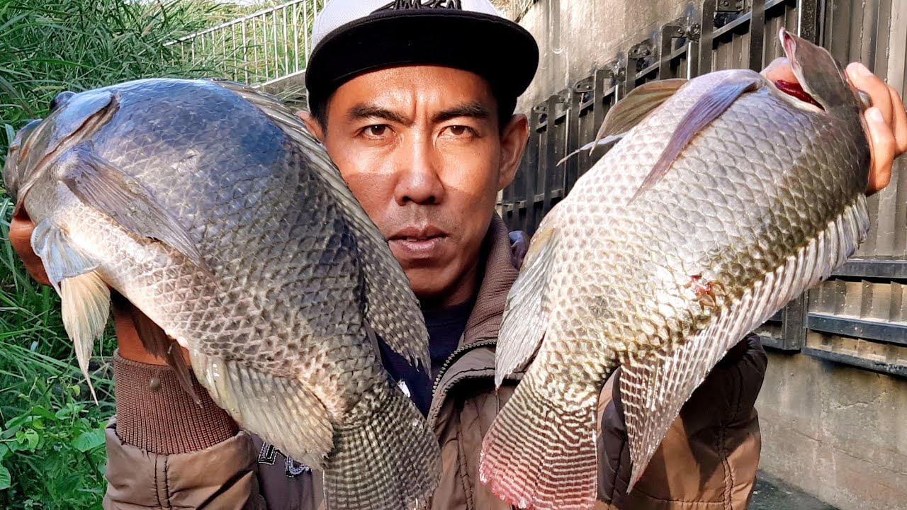 Pemancing Tegek Amatir Beraksi Lagi,Tetangga Mlongo Jadi Penonton