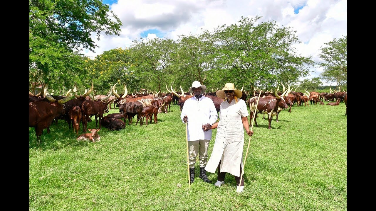 Museveni ne Maama Janet banyumiddwa Weekend ku Farm e Kisozi - Gomba