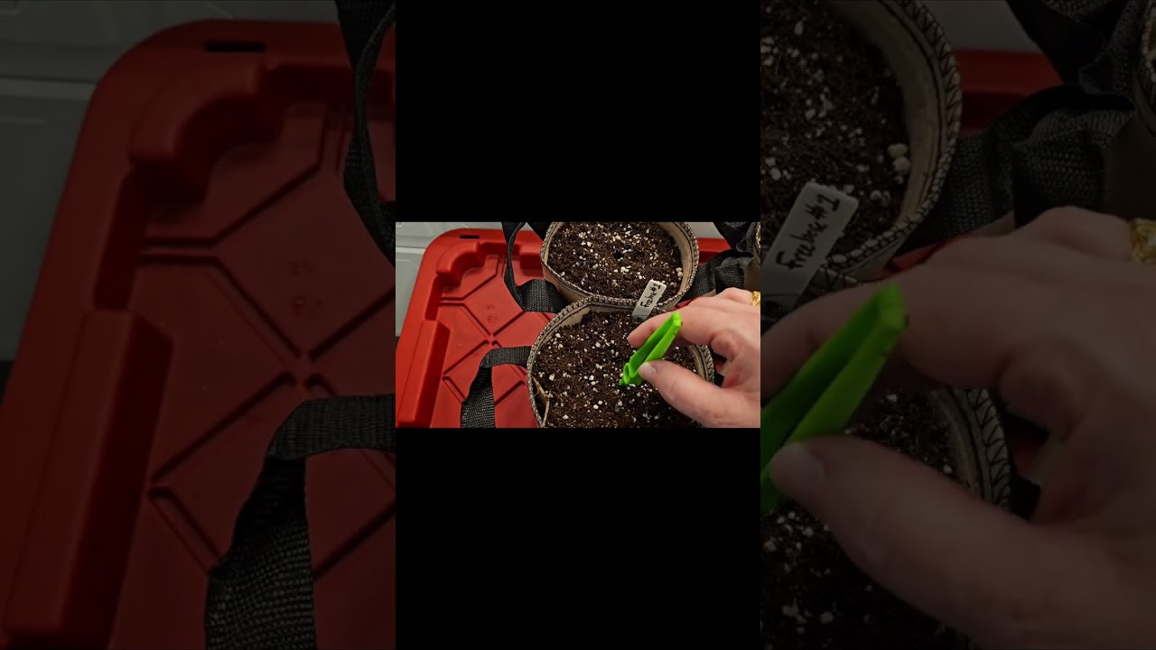 Germination Process Part 2