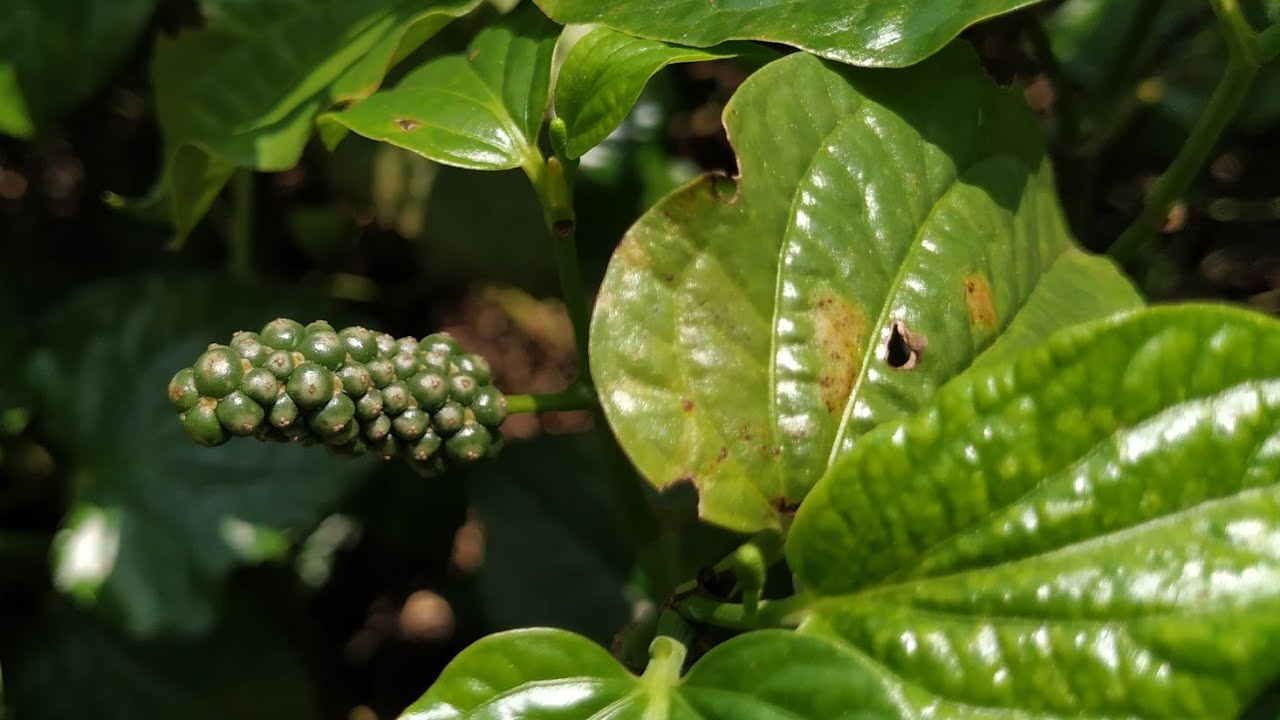 Piper sarmentosum (Kadok, Lolot, Wild Betel pepper) off the vine