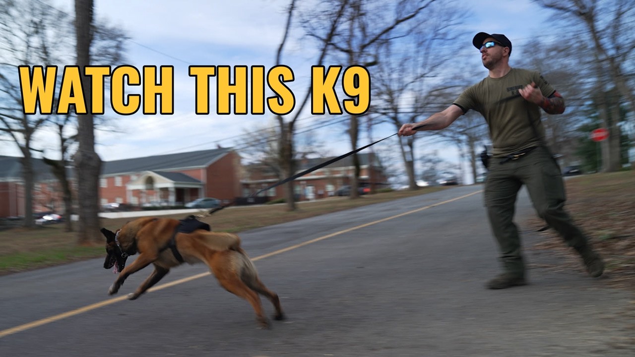 Watch How a Police K9 Tracks a Suspect