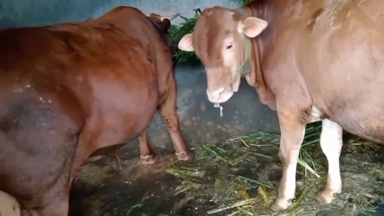 AKTIFITAS SORE KELUARGAKU DI KAMPUNG - NYOMBOR SAPI PEDETAN - CARI RUMPUT | KELUARGA NDESO